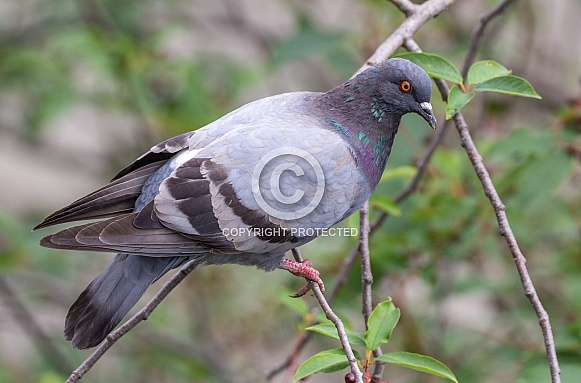 Rock dove