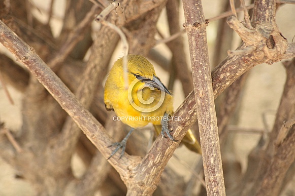 Orchard Oriole