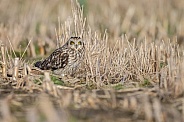The short-eared owl (Asio flammeus)