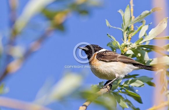 Stonechat Stonechat