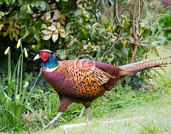 Pheasant Pheasant