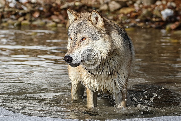 Gray or grey wolf in winter Gray or grey wolf in winter