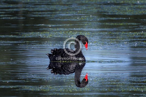 Swan---Black Swan Swan---Black Swan