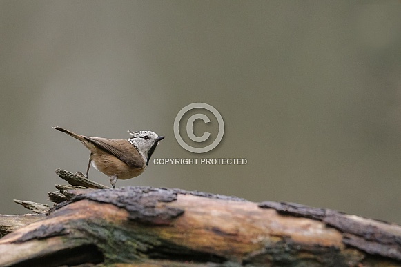 The crested tit or European crested tit