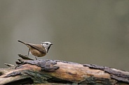 The crested tit or European crested tit