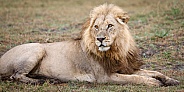African Lion (wild)