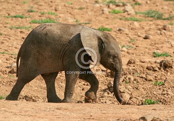 Elephants of Addo Elephant Park, South Africa