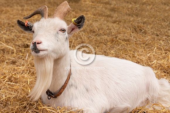 Pygmy Goat Lying Down In The Straw Pygmy Goat Lying Down In The Straw