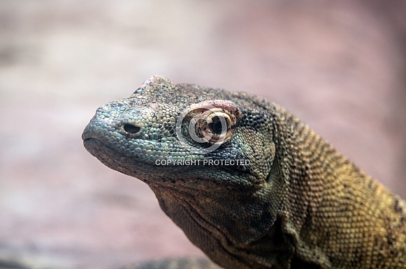 Komodo Dragon Komodo Dragon