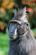 Crested macaque (Macaca Nigra)