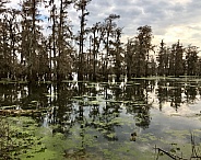 Cypress Trees in a South Louisiana Lake