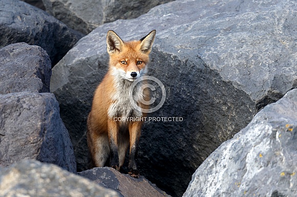 Red Fox Red Fox