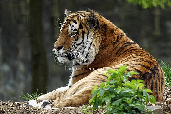 Amur Tiger
