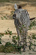 Zebra