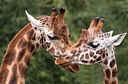 Rothschilds Giraffes Together