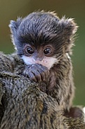 Emperor Tamarin (Saguinus Imperator)