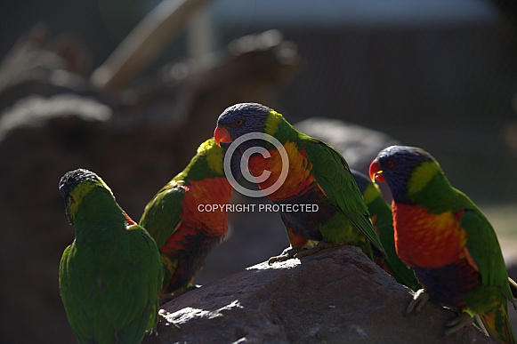 lorikeet lorikeet