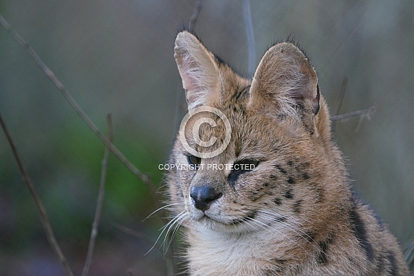 Serval
