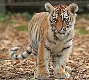 Amur Tiger Cub