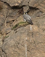 Wild Peregrine Falcon