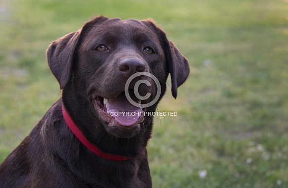 Chocolate Labrador Chocolate Labrador