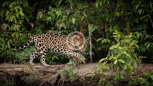 American jaguar in the nature habitat