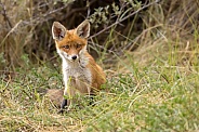 Young red fox cub in nature