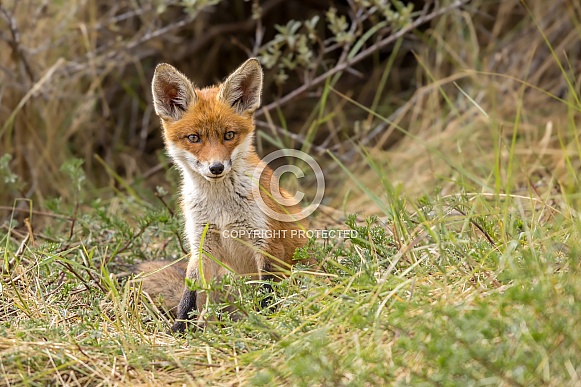 Young red fox cub in nature