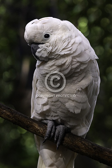 Umbrella Cockatoo Full Body On Branch