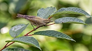Greenish Warbler