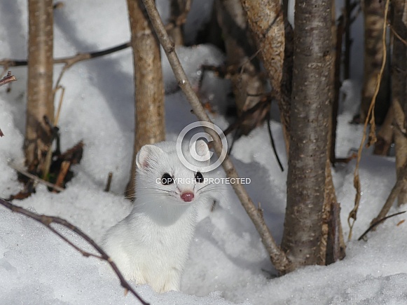 Ermine in Snow