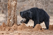 Sloth bear in the nature habitat.