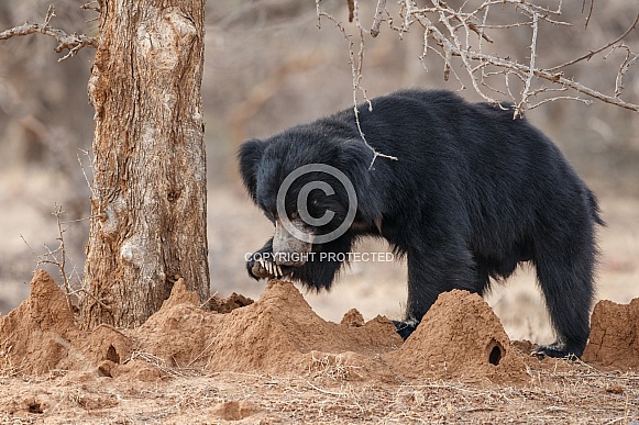 Sloth bear in the nature habitat.