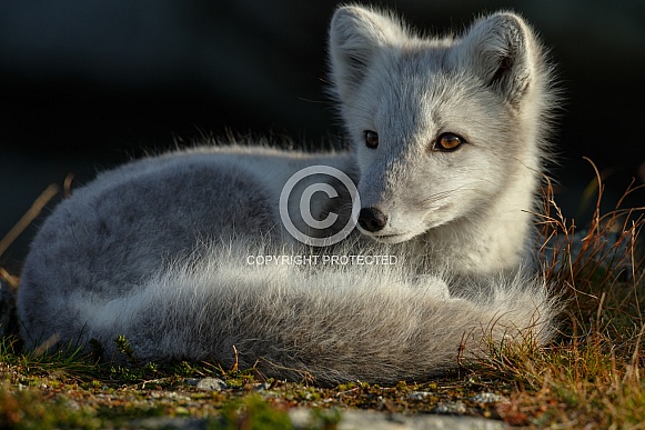 Arctic fox