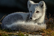 Arctic fox