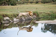 Lion Jumping Over Water