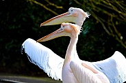 Pink Pelican couple