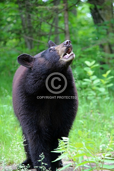 Black Bear