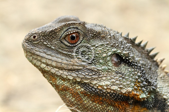 Male Water Dragon Male Water Dragon