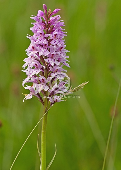 Common Spotted Orchid Common Spotted Orchid