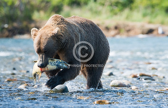 Wild Alaskan Brown Bear fishing