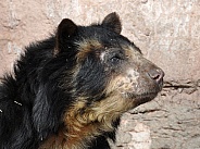 Spectacled Bear