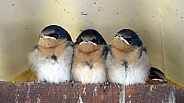 Welcome swallows (juvenile)