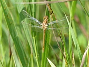 Dragonfly On Reed