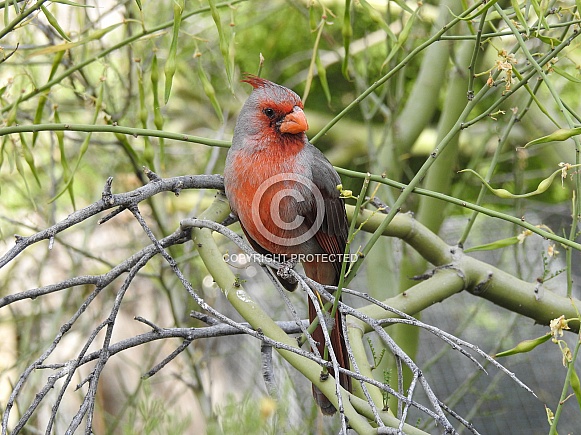 Desert Cardinal Desert Cardinal