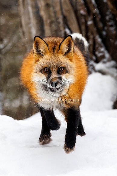 Fox—Red Fox