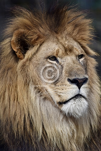 African Lion