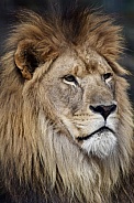 African Lion