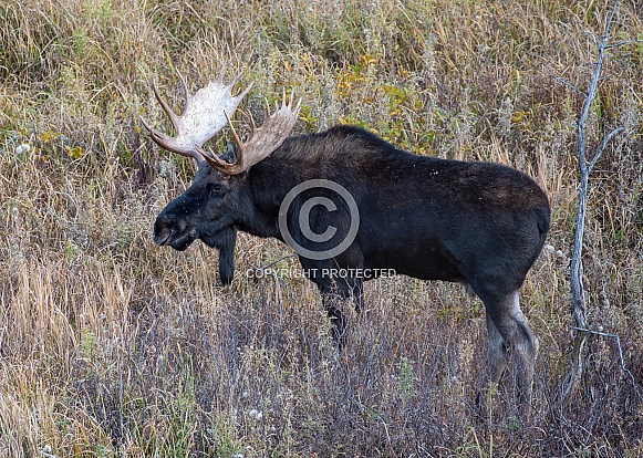 Bull Moose Bull Moose