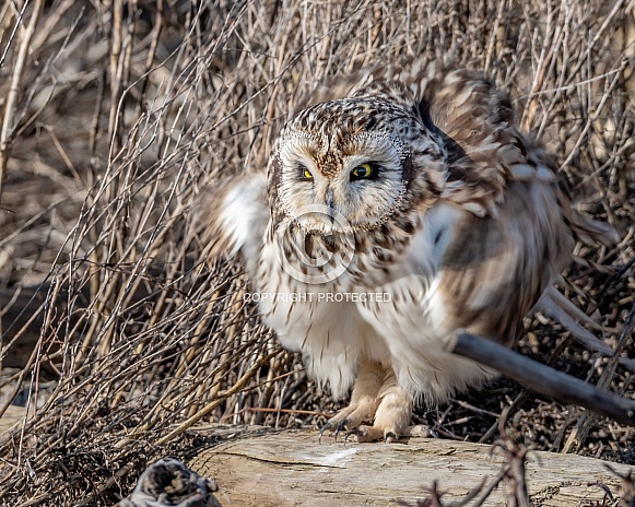 Short Eared Owls Fluffing Feathers Short Eared Owls Fluffing Feathers
